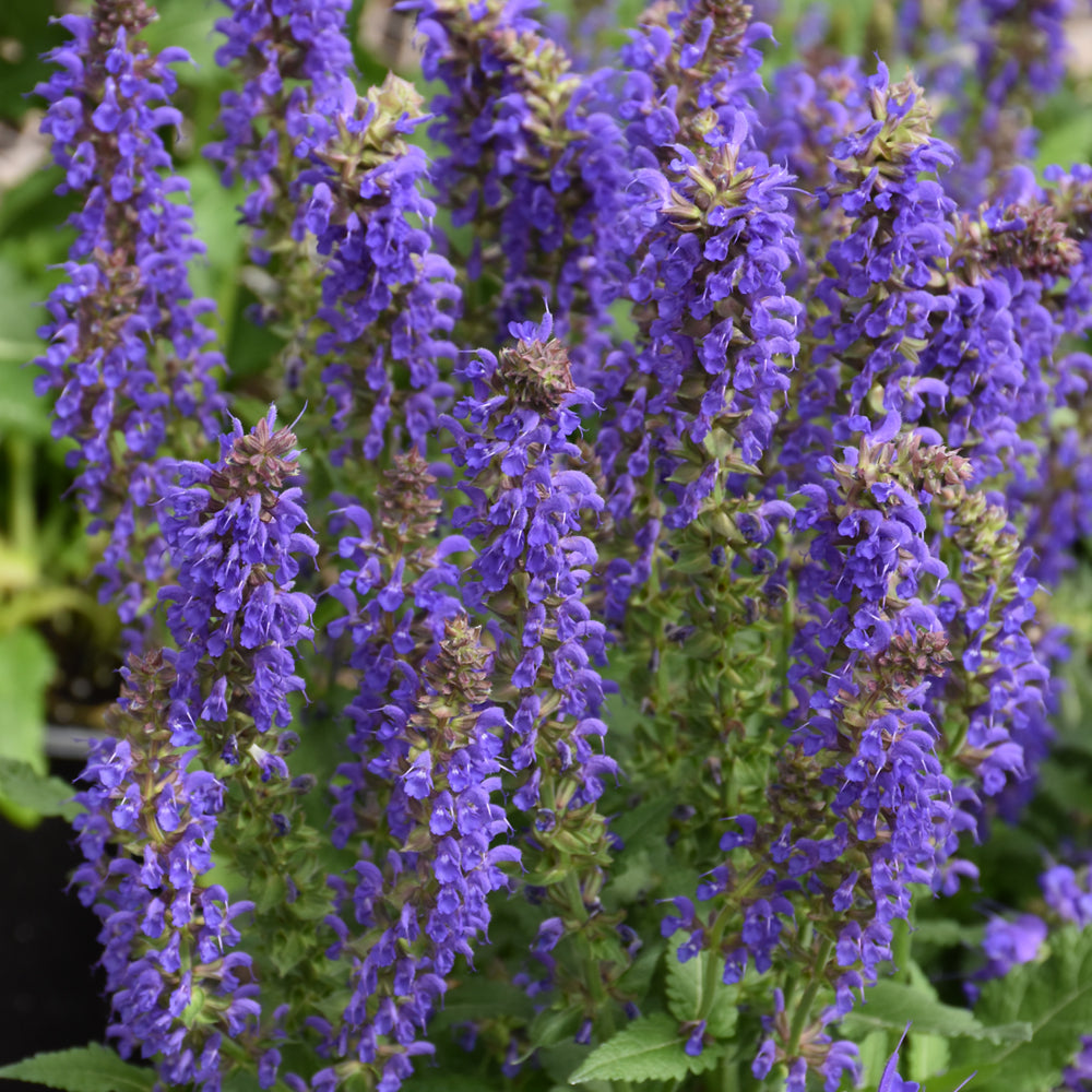 Salvia nemorosa 'DSALRS203'