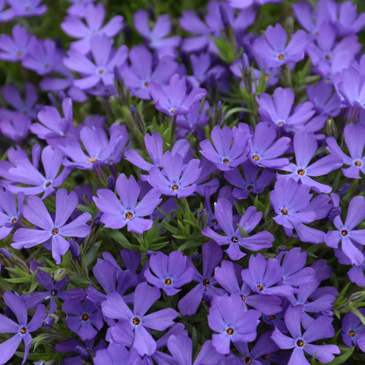Phlox 'Violet Pinwheels'