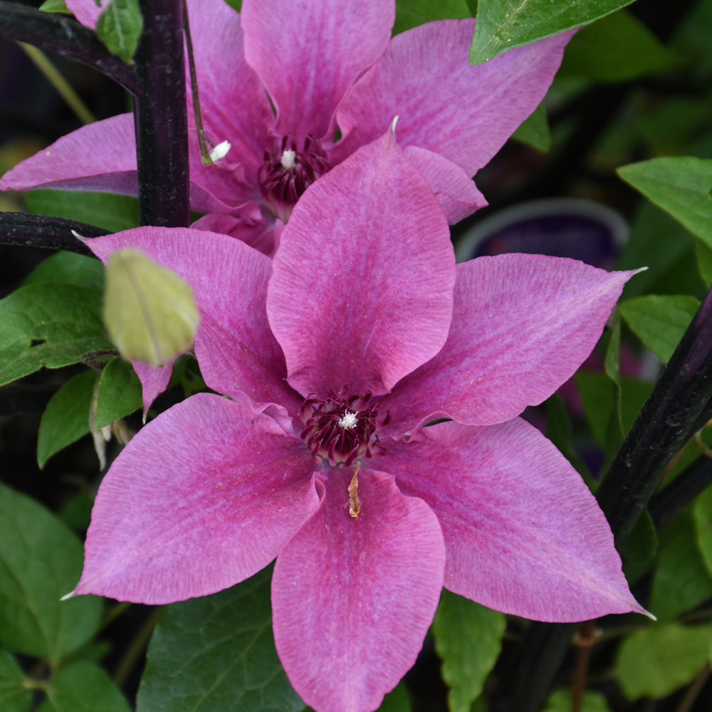 Clematis 'Donahros'