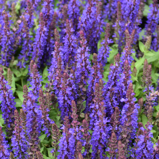 Salvia nemorosa 'ALKLF'