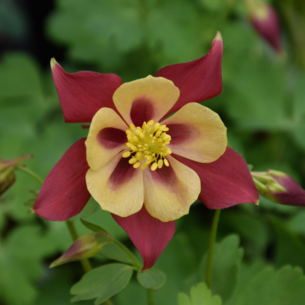 Earlybird™ Red and Yellow Columbine