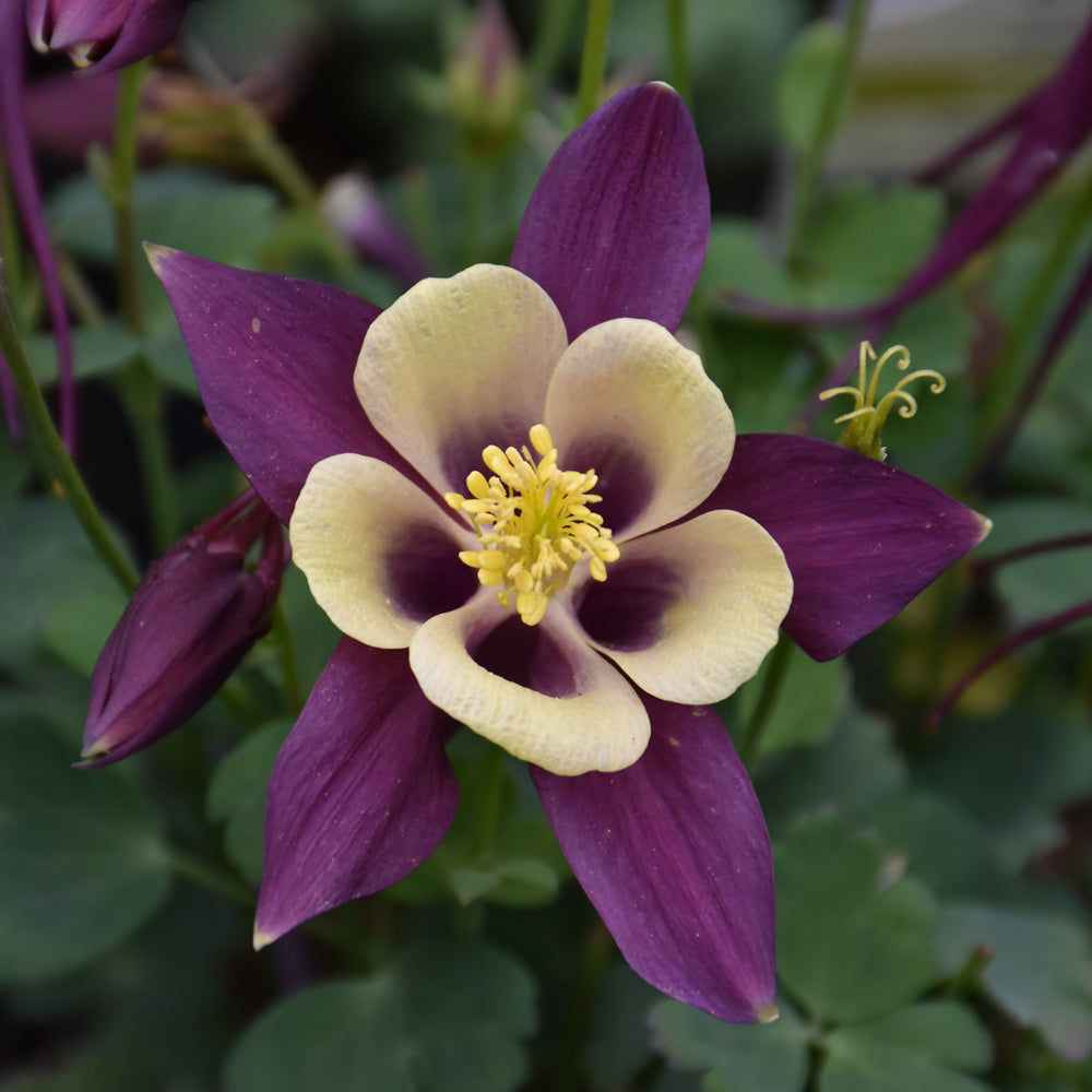 Earlybird™ Purple and Yellow Columbine