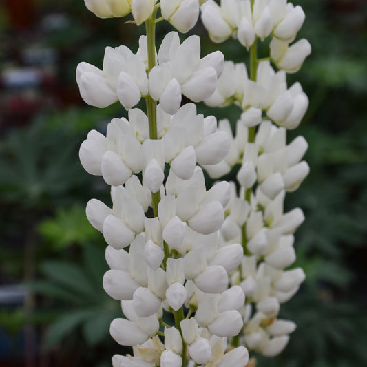 Lupinus 'Noble Maiden'