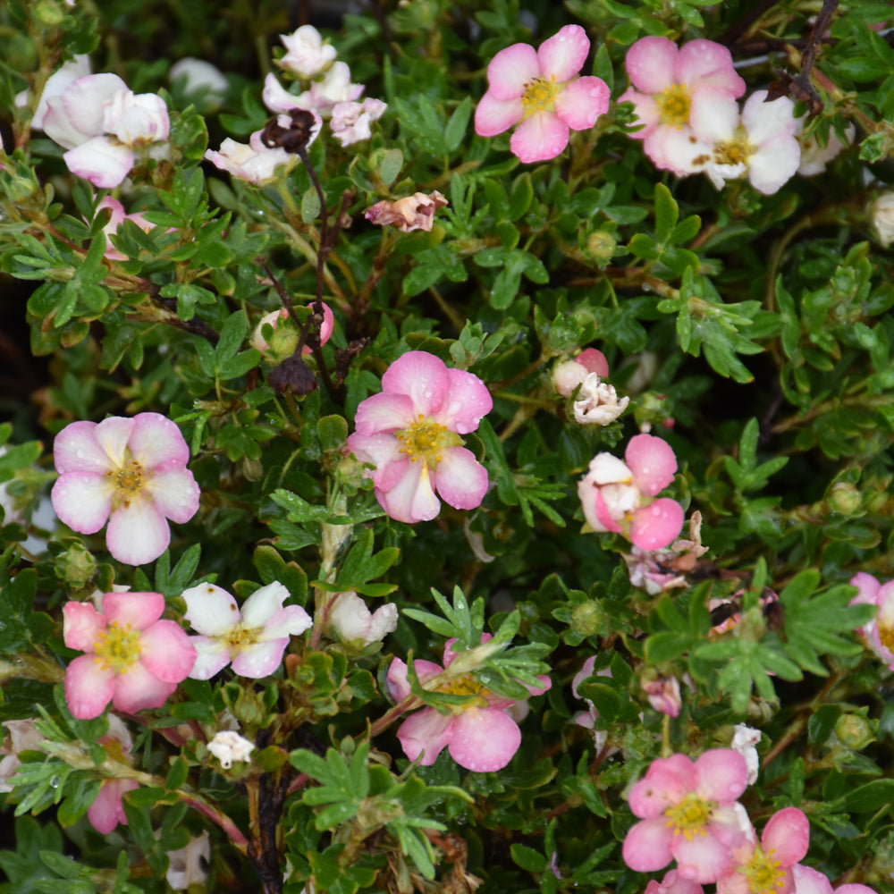 Potentilla fruticosa 'SMNPPS'