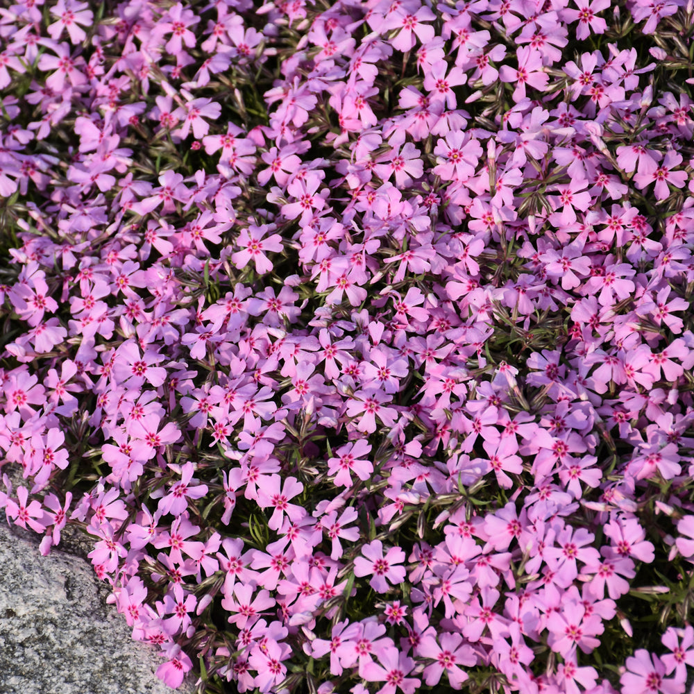 Phlox subulata 'Eye Candy'