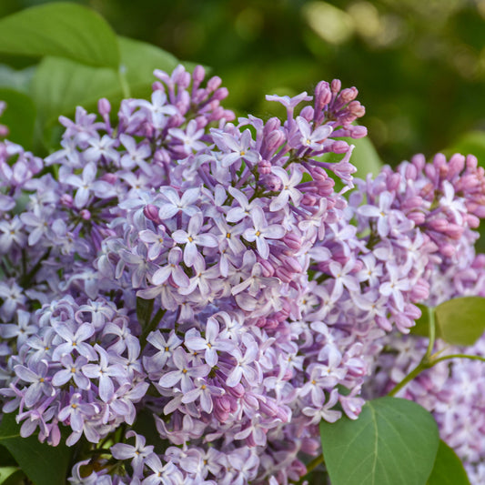 Syringa vulgaris 'G13099'