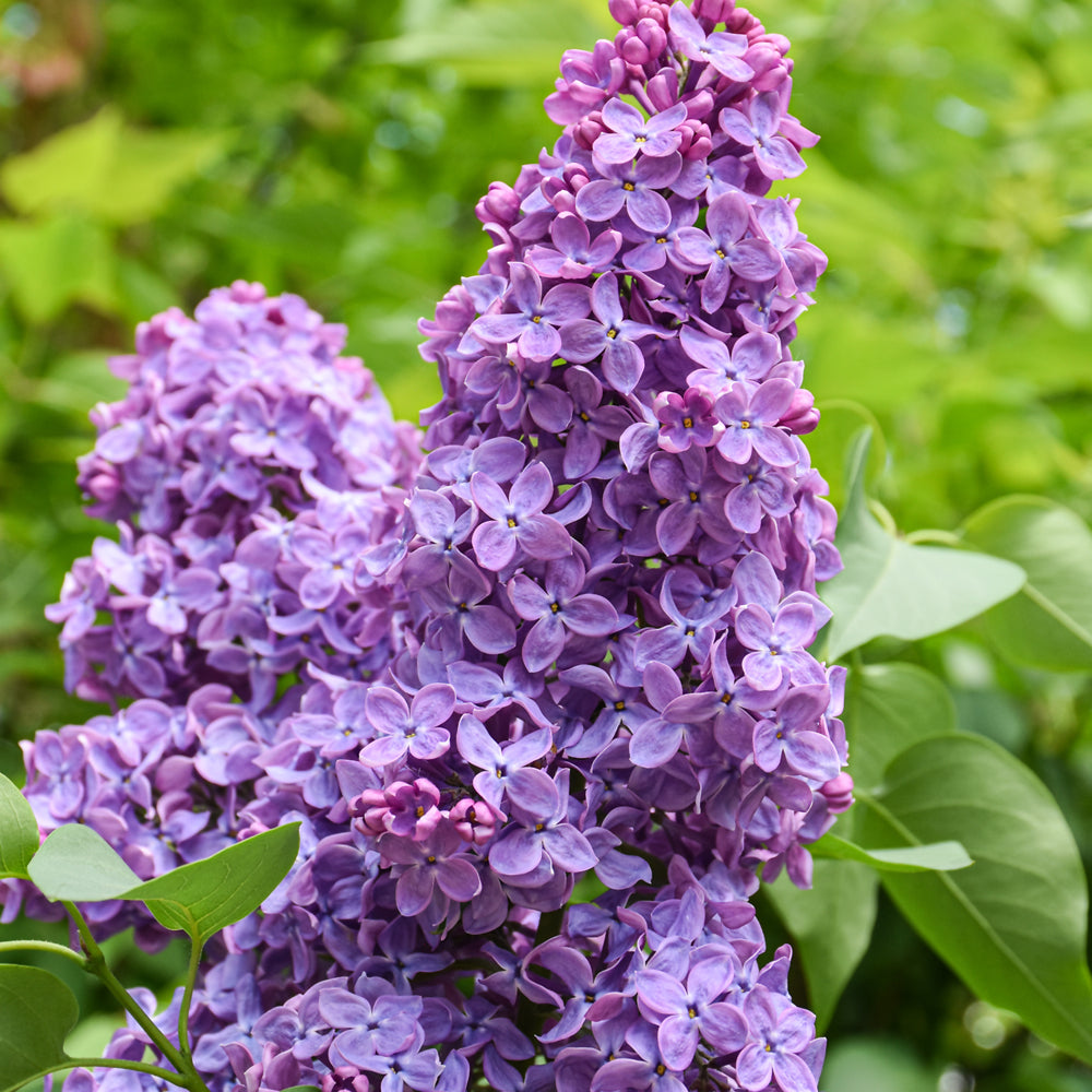 Syringa x hyacinthiflora 'SMNSHSO'