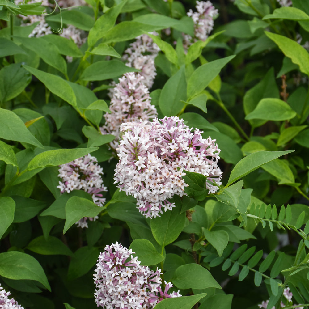 Syringa 'SMNSDTP'