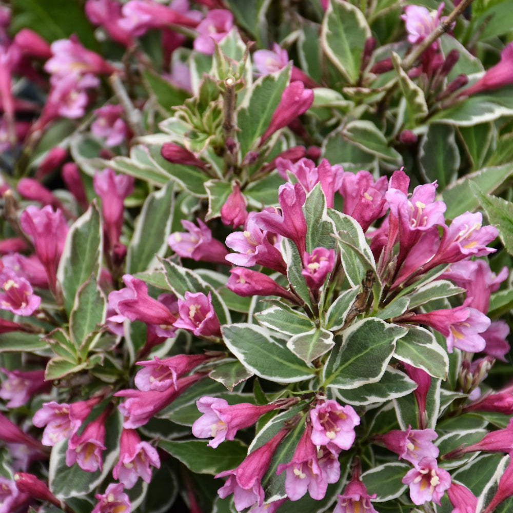 Weigela florida 'Verweig8'