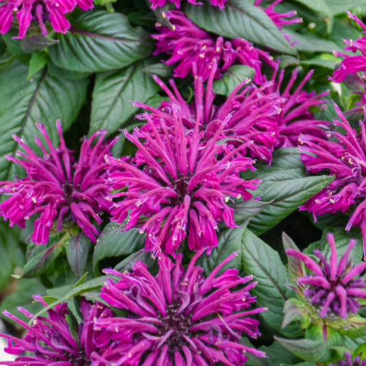 Monarda 'Rockin' Raspberry'