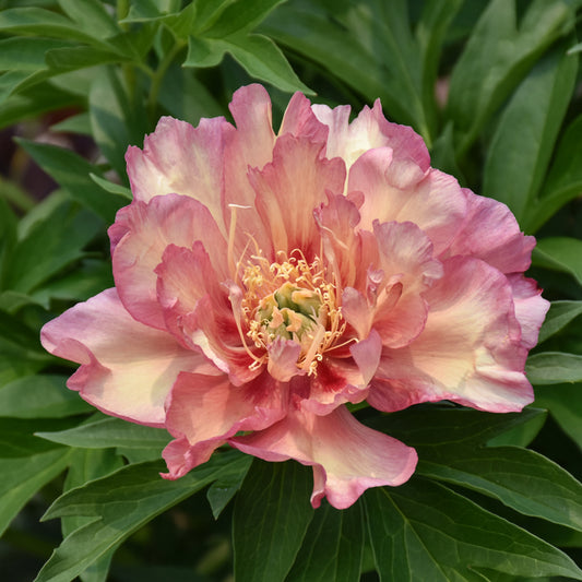 Paeonia 'Julia Rose'