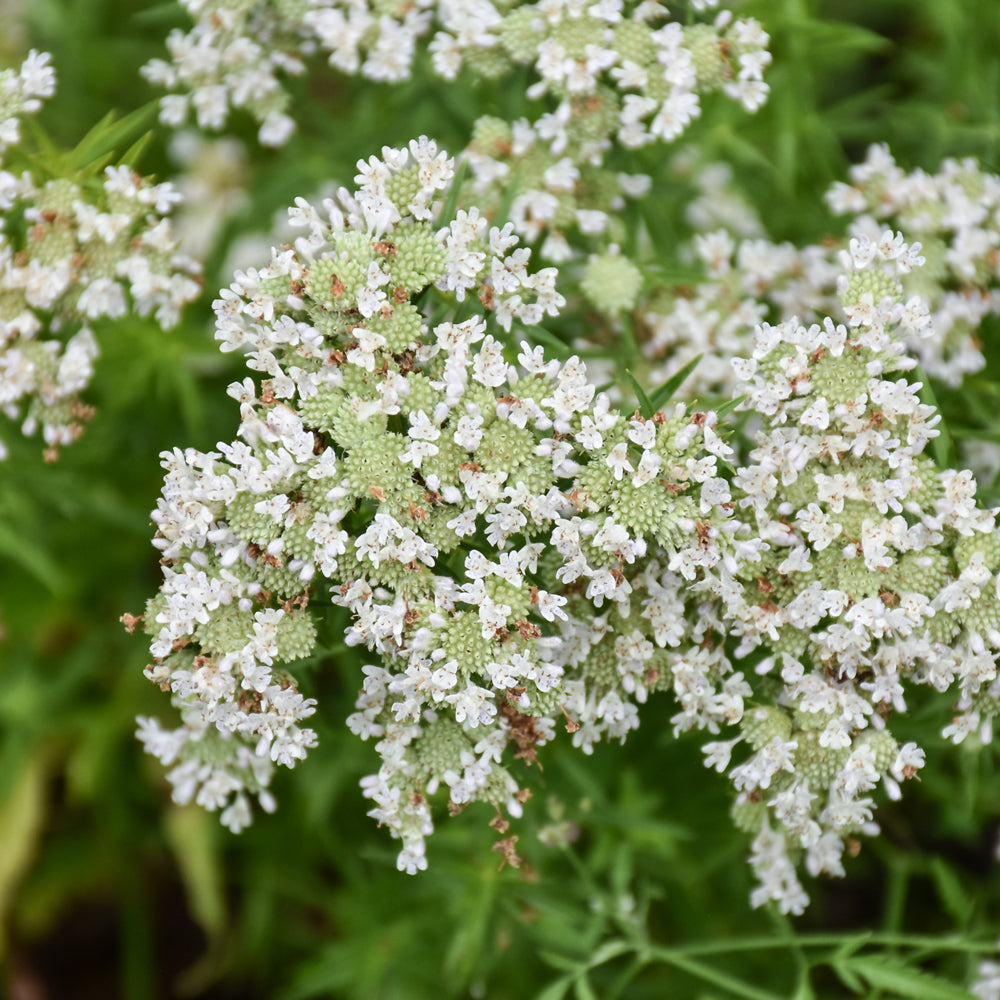 Pycnanthemum tenuifolium
