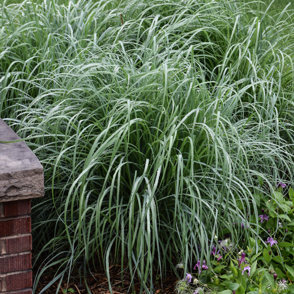 Andropogon gerardii 'PWIN01S'