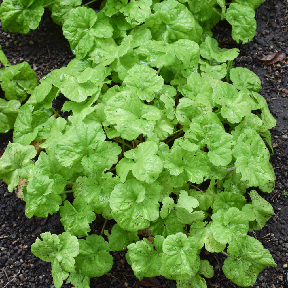 Heuchera 'Pistachio Ambrosia'