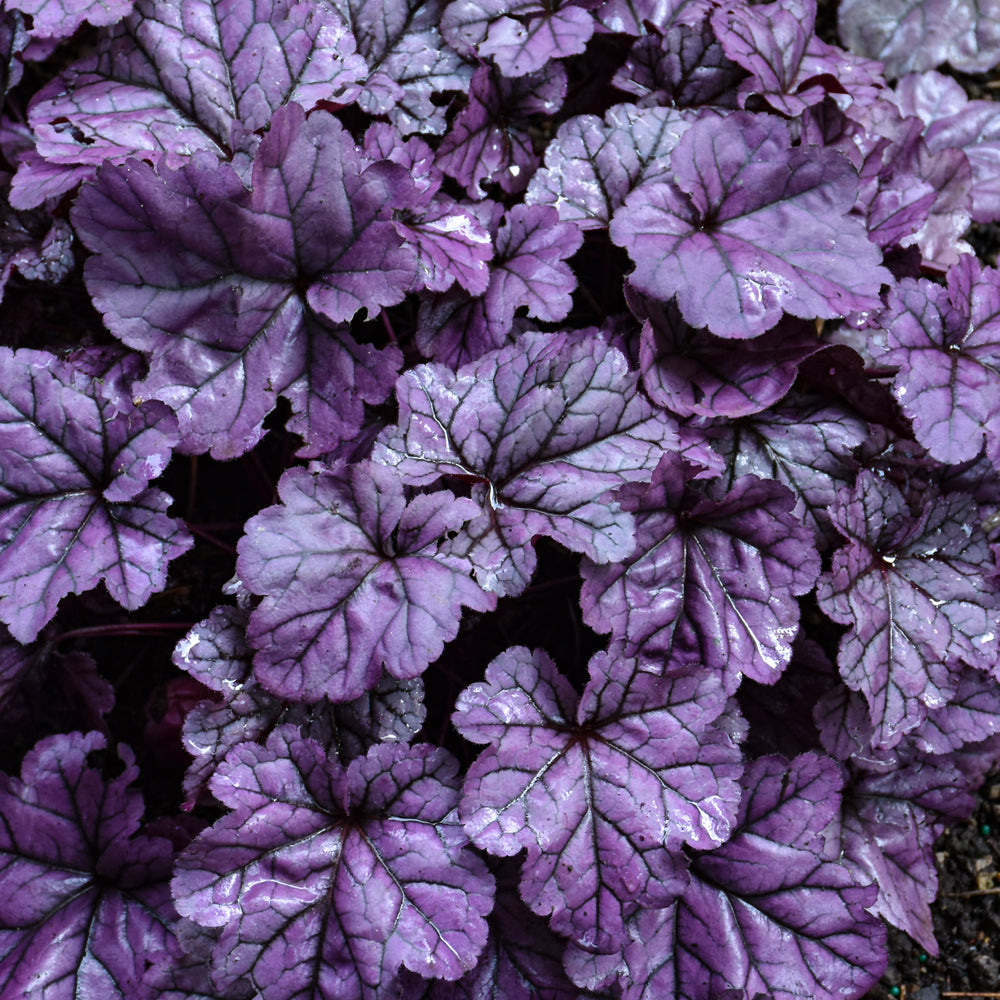 Dolce® Wildberry Coral Bells