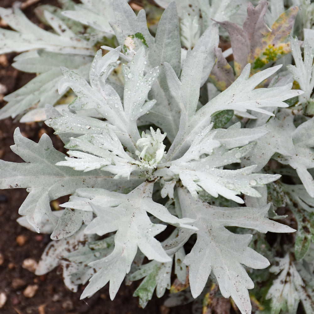 Artemisia 'Silver Lining'