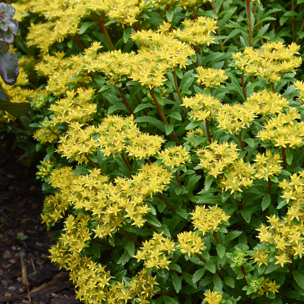 Rock 'N Round™ Bright Idea Stonecrop