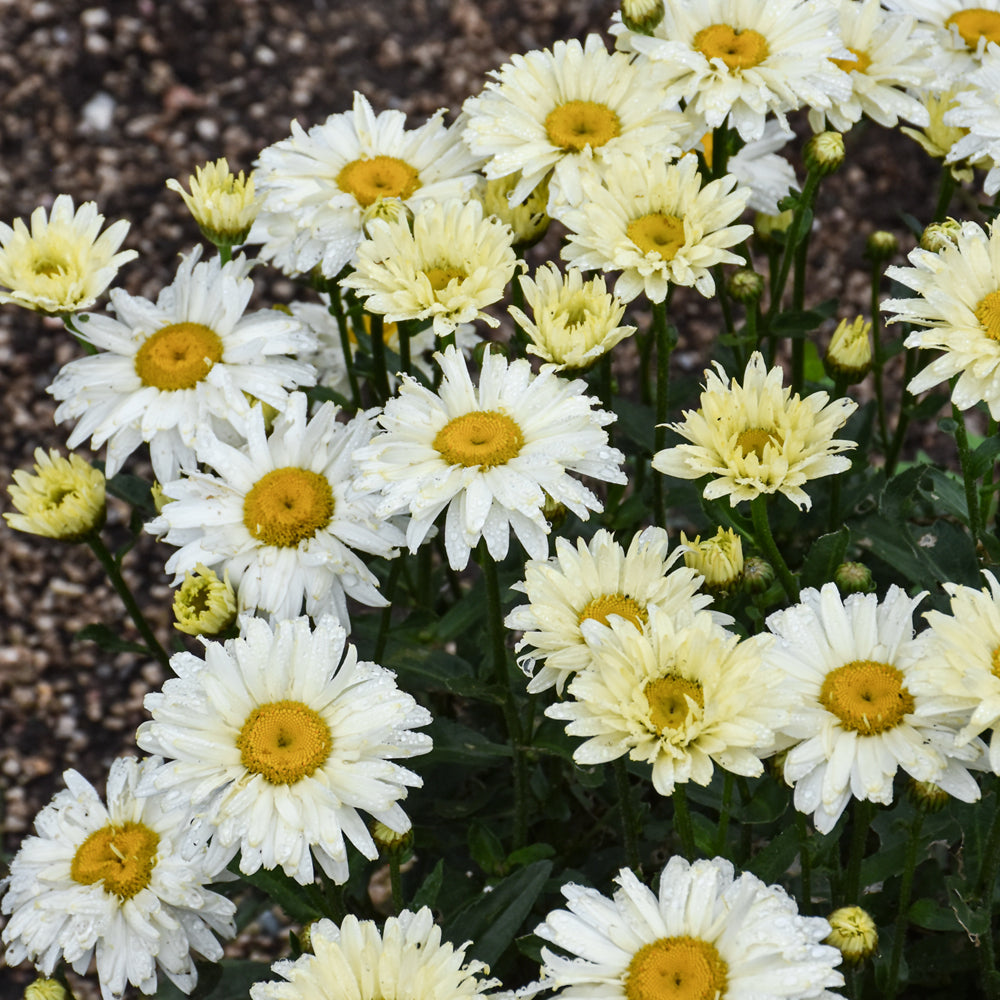 Leucanthemum x superbum 'Banana Cream II'