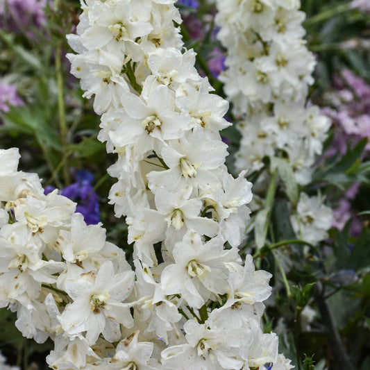 Delphinium 'Neva'