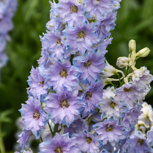 Delphinium 'Shelby'