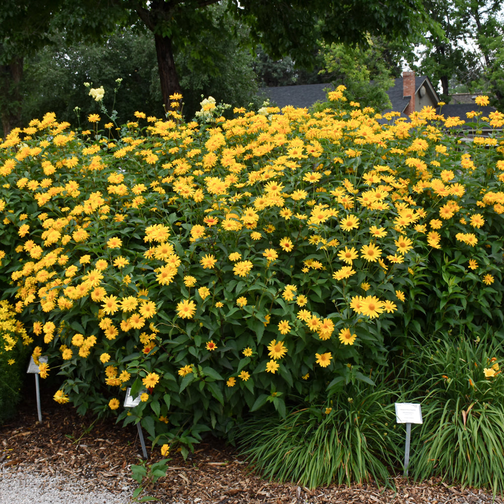 Burning Hearts False Sunflower