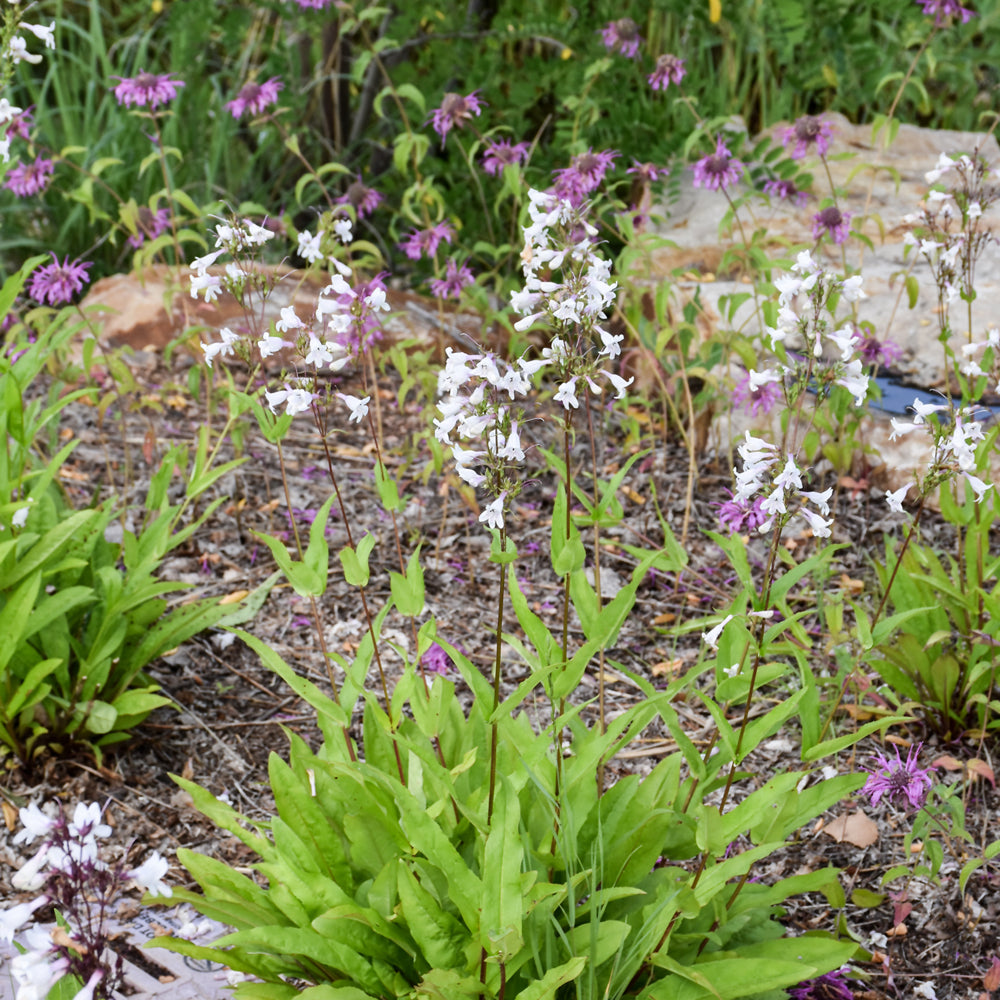 Foxglove Beardtongue