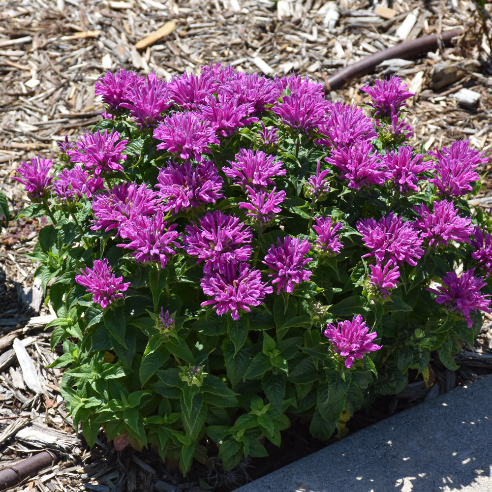 Leading Lady Plum Beebalm
