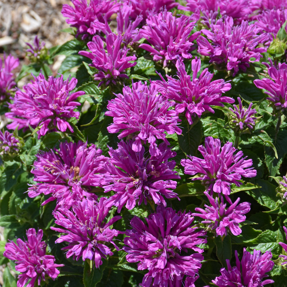 Monarda 'Leading Lady Plum'