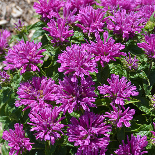 Monarda 'Leading Lady Plum'