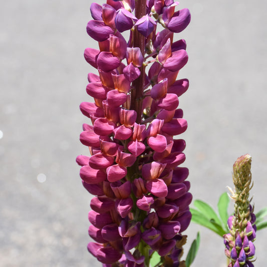 Lupinus 'Masterpiece'