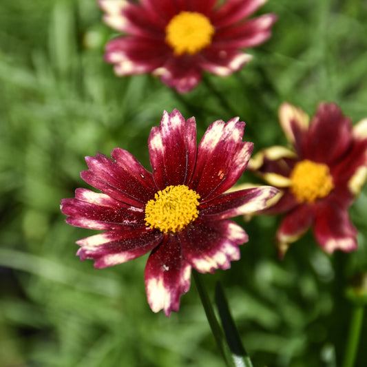 Coreopsis 'Red Elf'