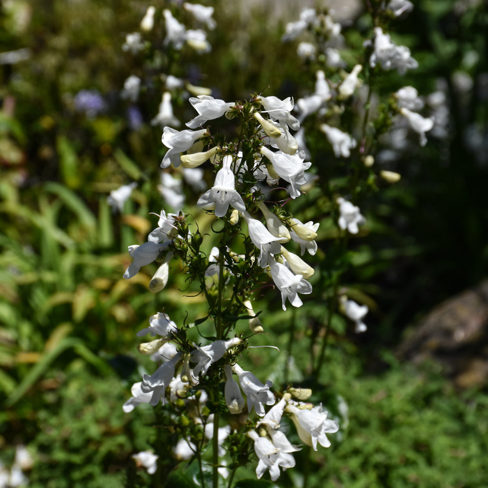 Penstemon digitalis