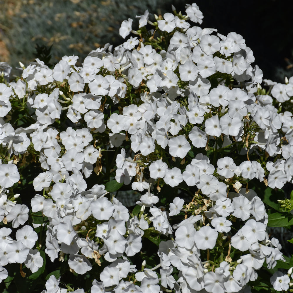 Phlox paniculata 'Barthirtytwo'