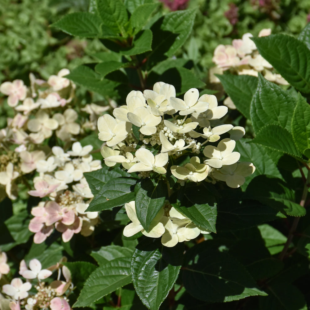 Early Evolution Hydrangea