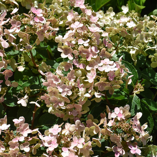 Hydrangea paniculata 'AJ14'