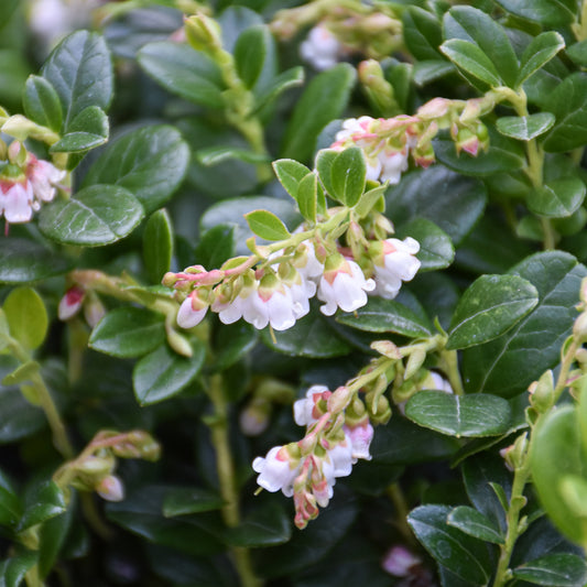 Vaccinium vitis-idaea 'Red Candy'