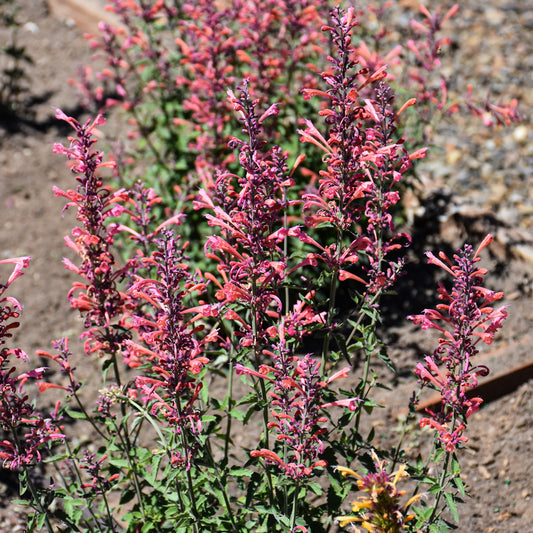 Agastache 'Kudos Ambrosia'