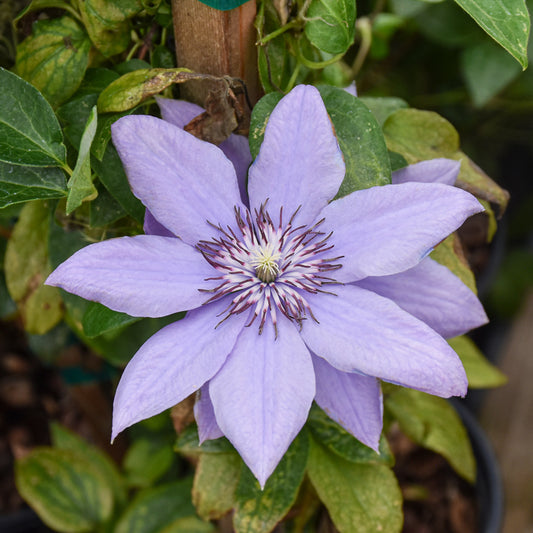 Clematis 'Evipo061'