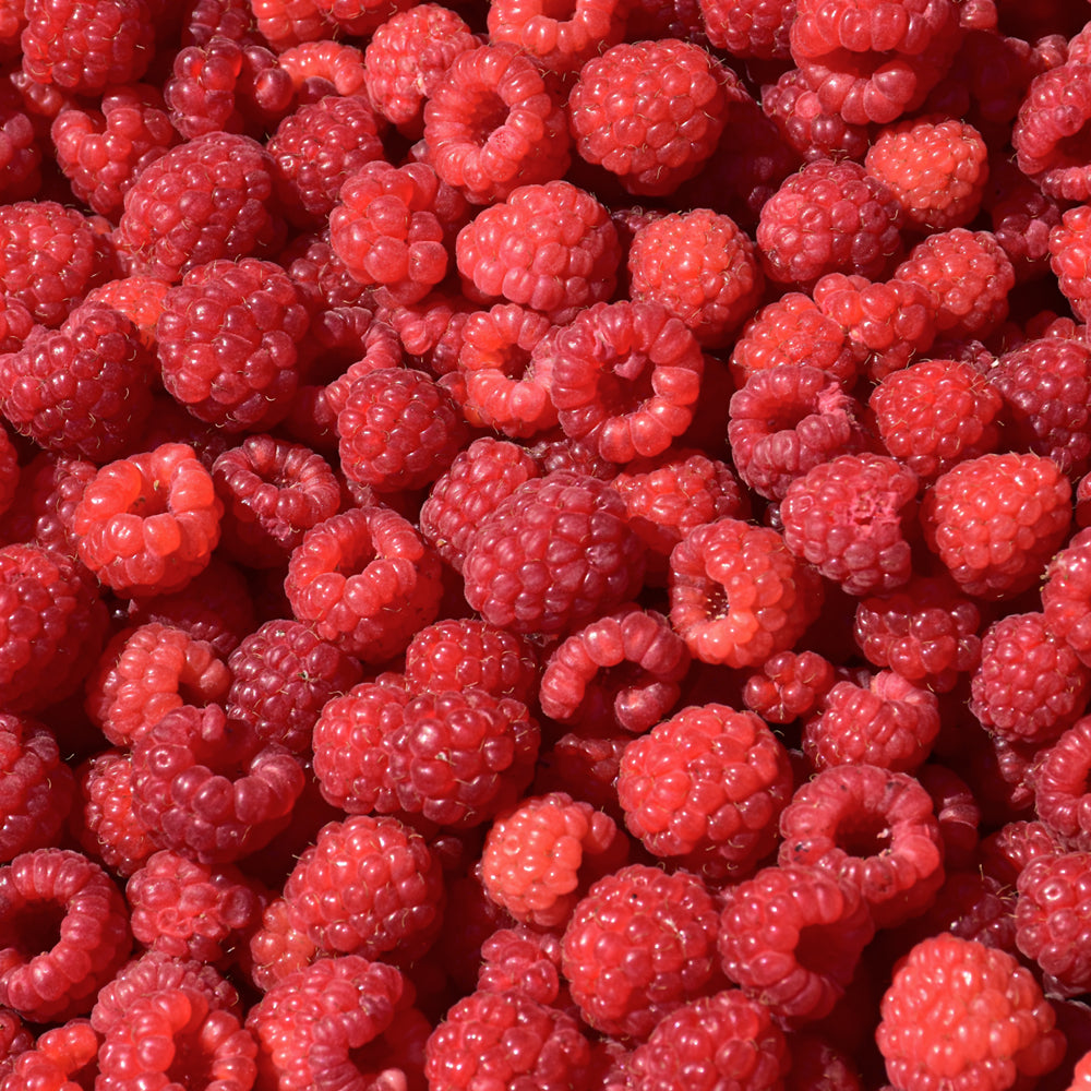 Rubus 'Joan J'