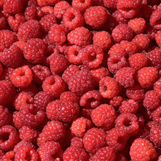 Rubus 'Joan J'