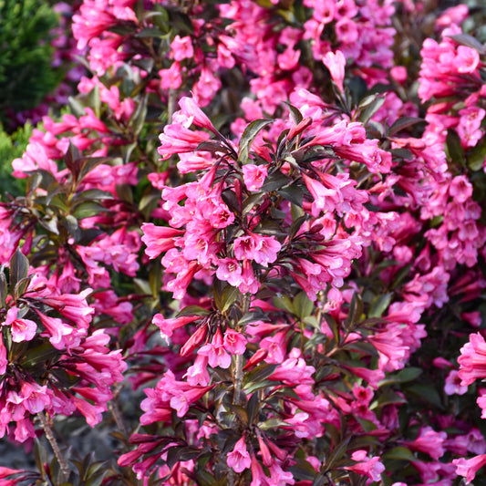 Weigela florida 'Alexandra'