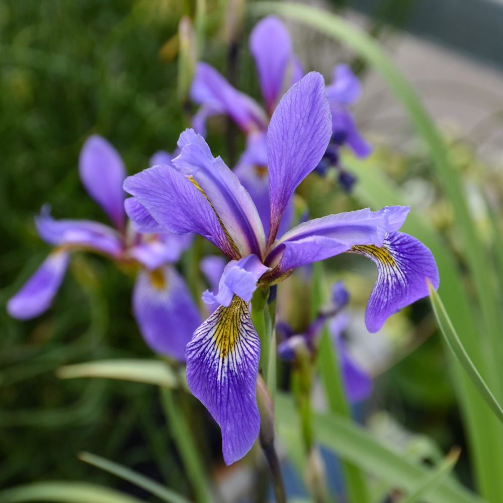 Iris versicolor 'Purple Flame'