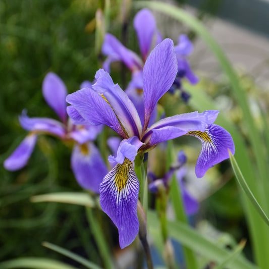 Iris versicolor 'Purple Flame'