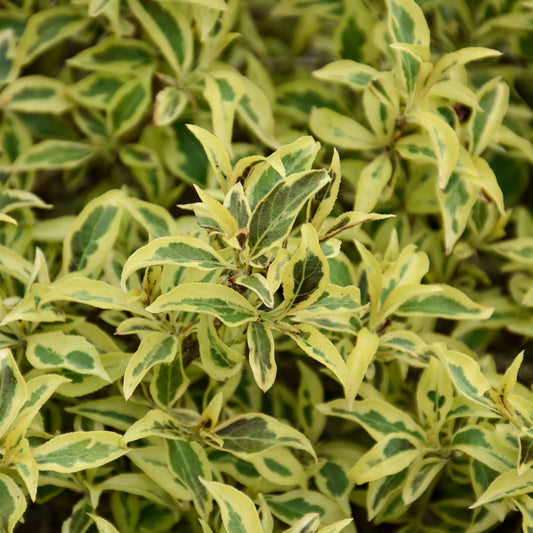 Weigela florida 'FLORACLAR'