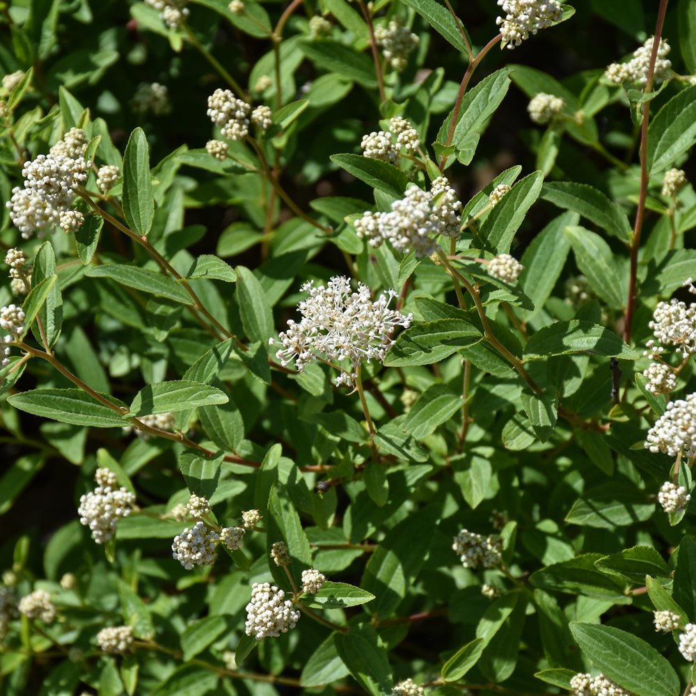 Ceanothus americanus