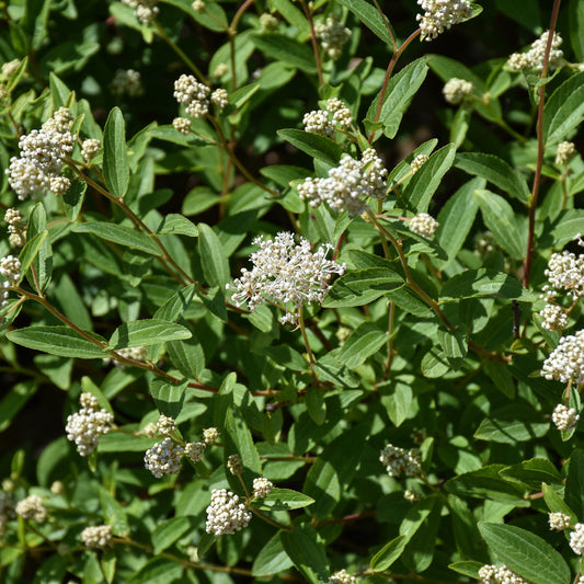 Ceanothus americanus