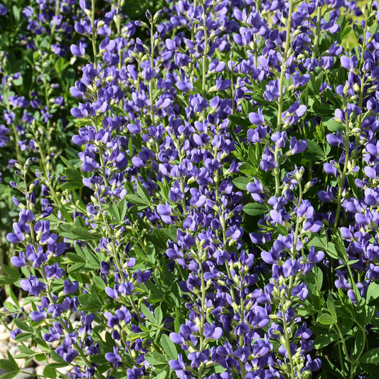 Baptisia australis