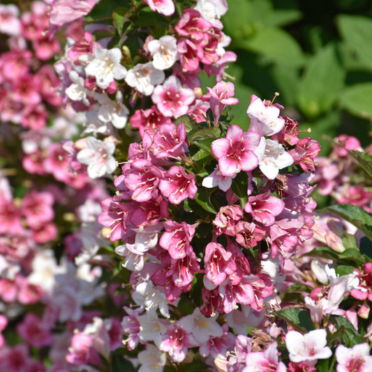 Weigela florida 'VUKOZGemini'
