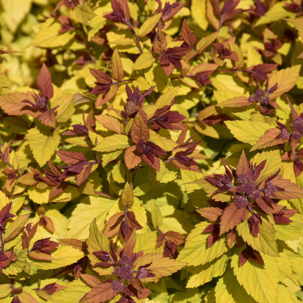 Spiraea japonica 'Double Play Dolly'
