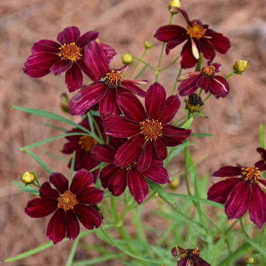 Coreopsis verticillata 'Scarlet Ribbons'